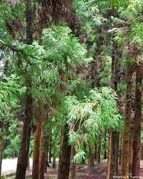 Plante du mois, Avril 22, Le Cryptomeria